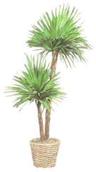 silkpalm_small.gif (12747 bytes)